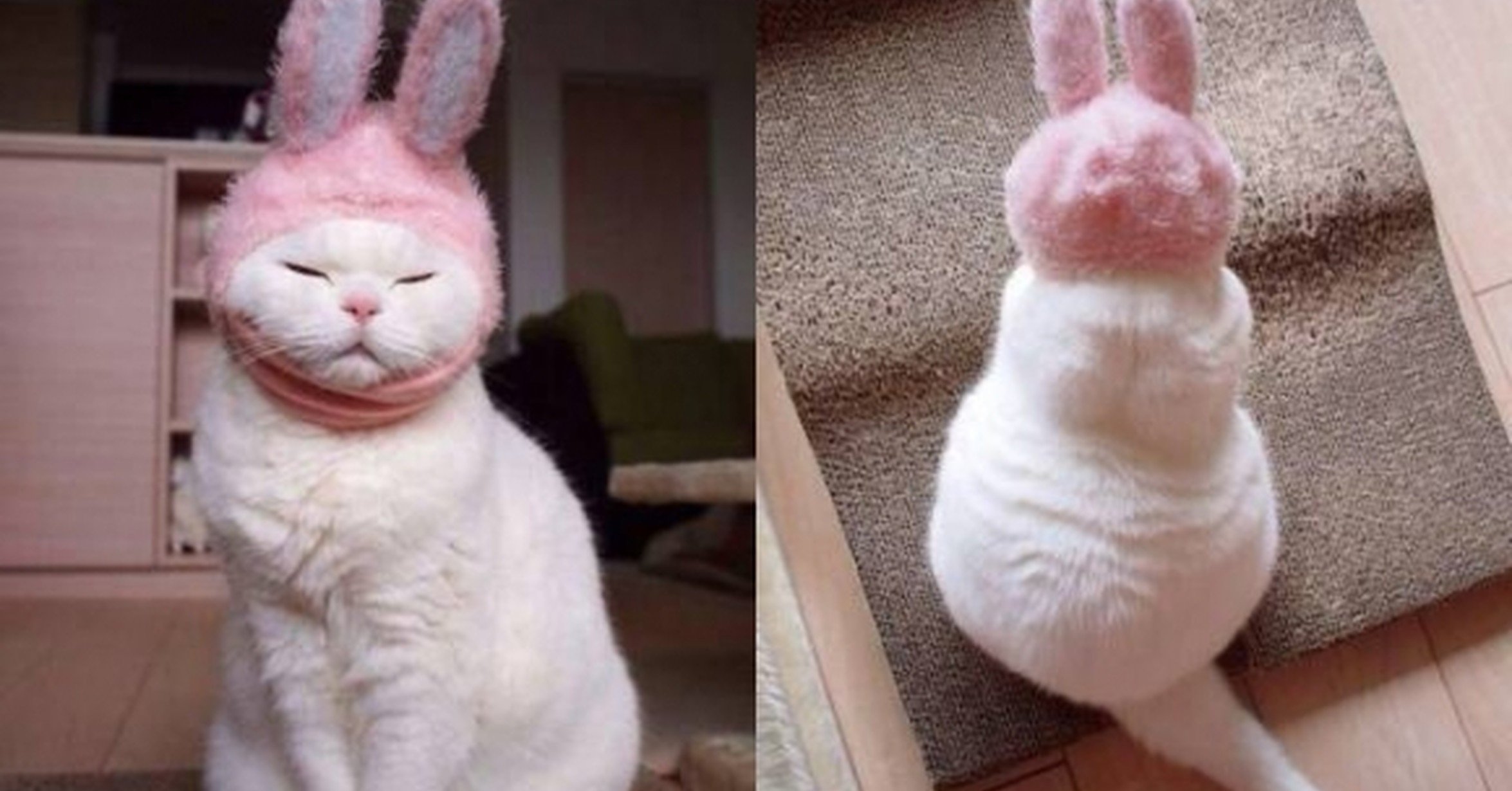 Заяц сразу. Прикольный кролик. Кот с заячьими ушами. Кот в костюме зайца. Милые котики с заячьими ушками.