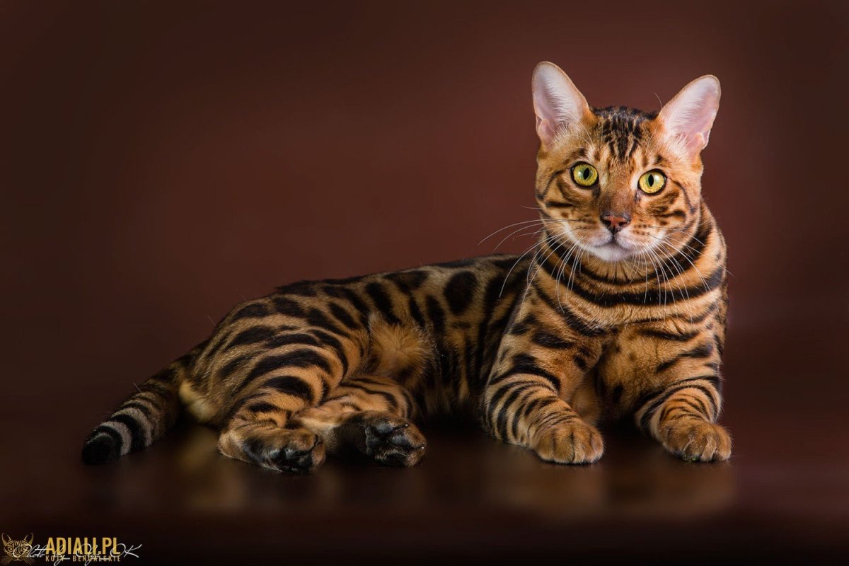 Бенгальский кот мраморный - 58 фото