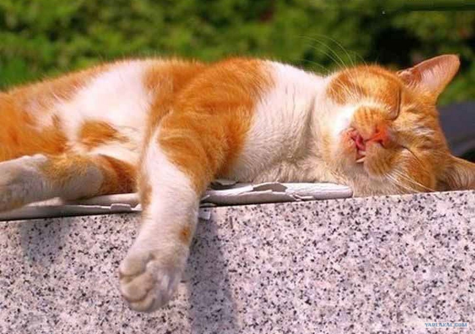 Расслабленная кошка. Спящий кот. Кот на солнышке. Спящие кошки.