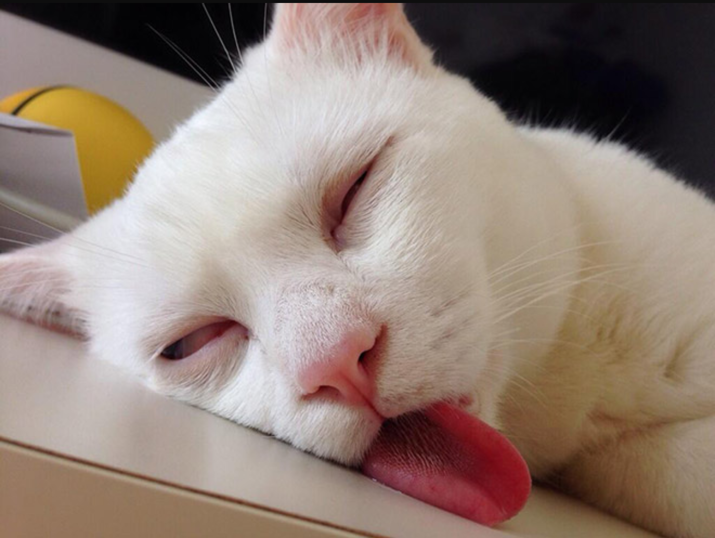 Спать с высунутым языком. Уставший кот. Спящий кот. Спящие котики. Сонный кот.