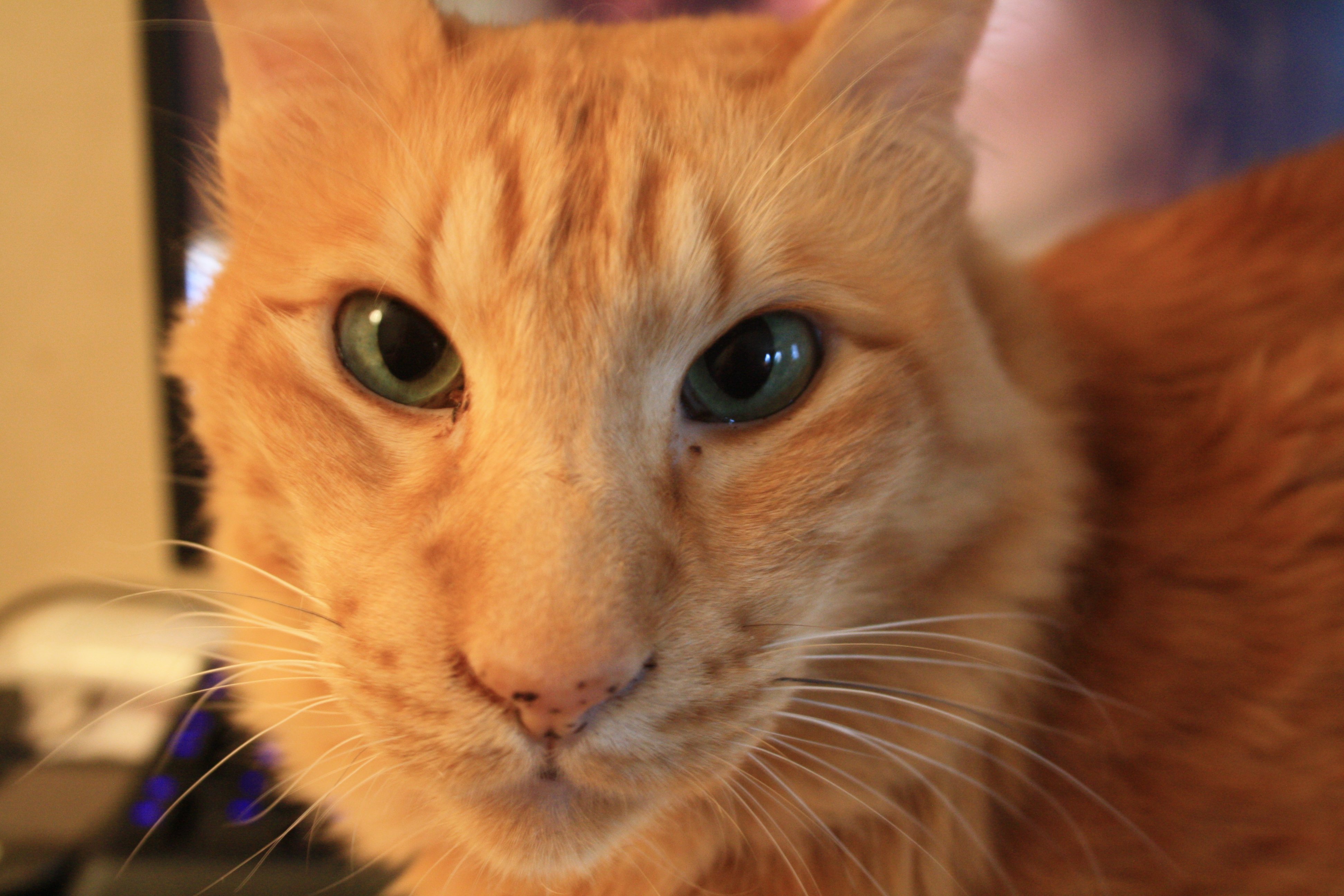 Породы кошек с рыжими глазами. Ориентальная кошка рыжая. Кот Ориентал рыжий. Рыжий Ориентал вислоухий. Ориентал вислоухий кошка.