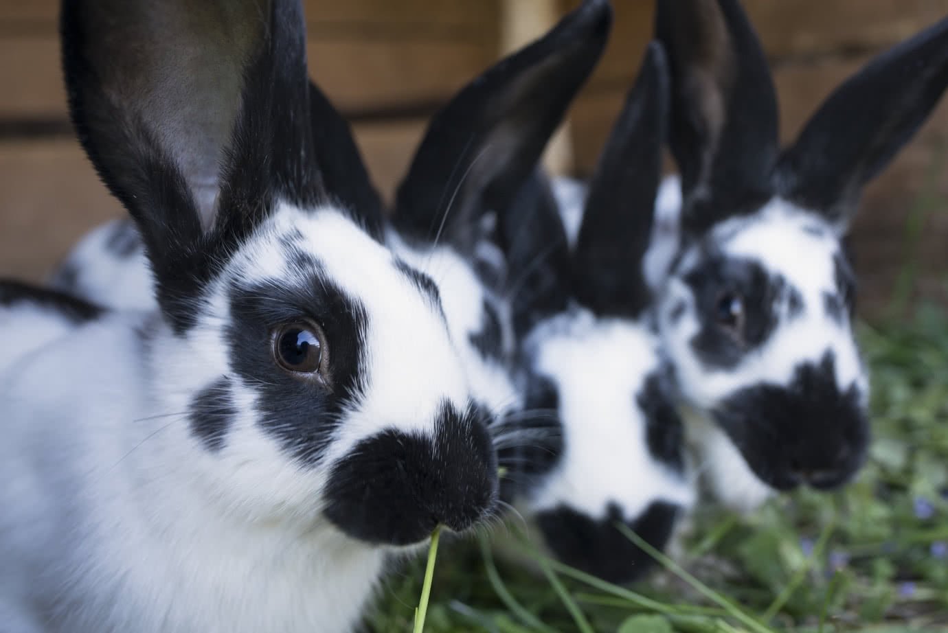Кролик с белой окраской и черными пятнышками