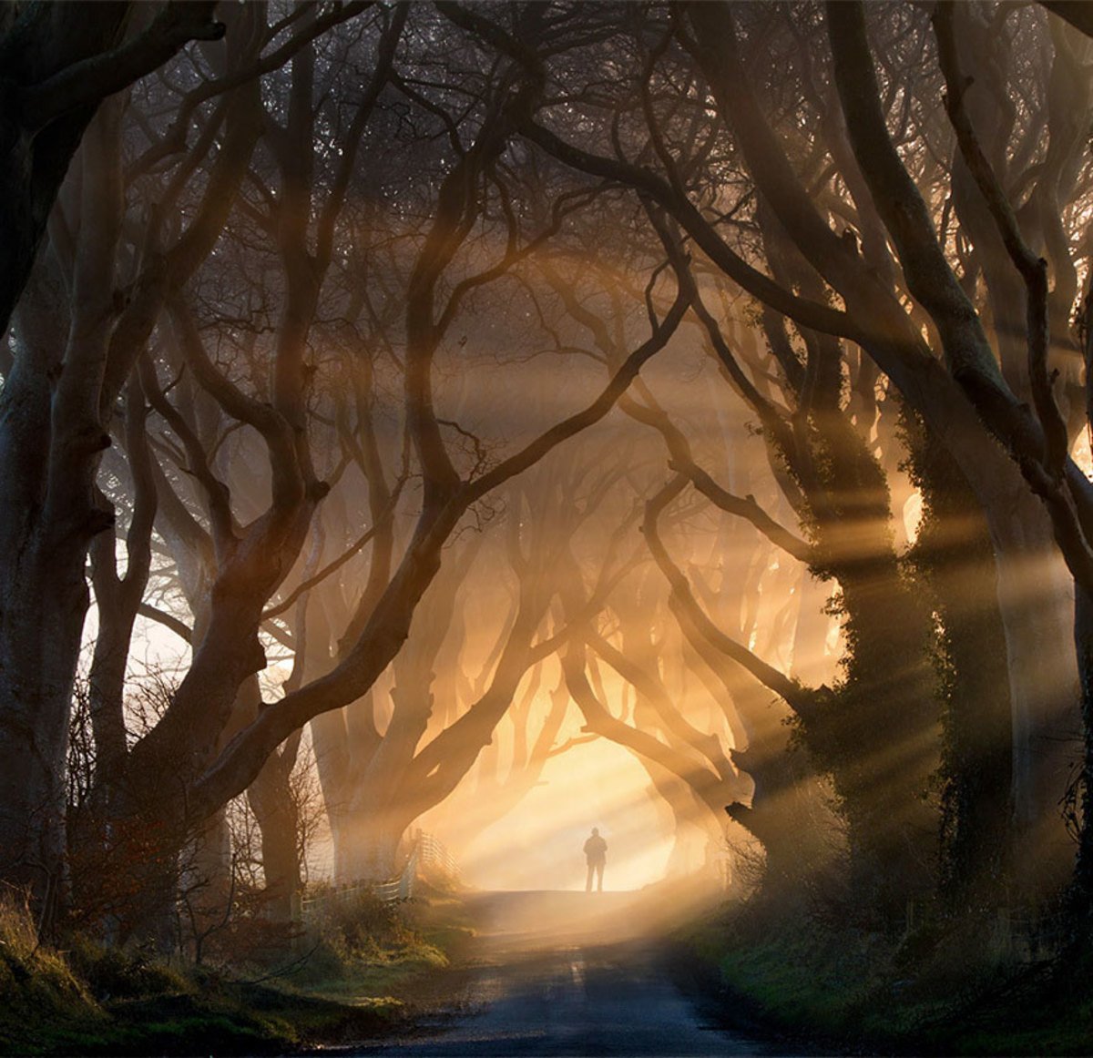 Мистические. Темные изгороди Северная Ирландия. Таинственные пейзажи. Сказочный лес. Мистические пейзажи.
