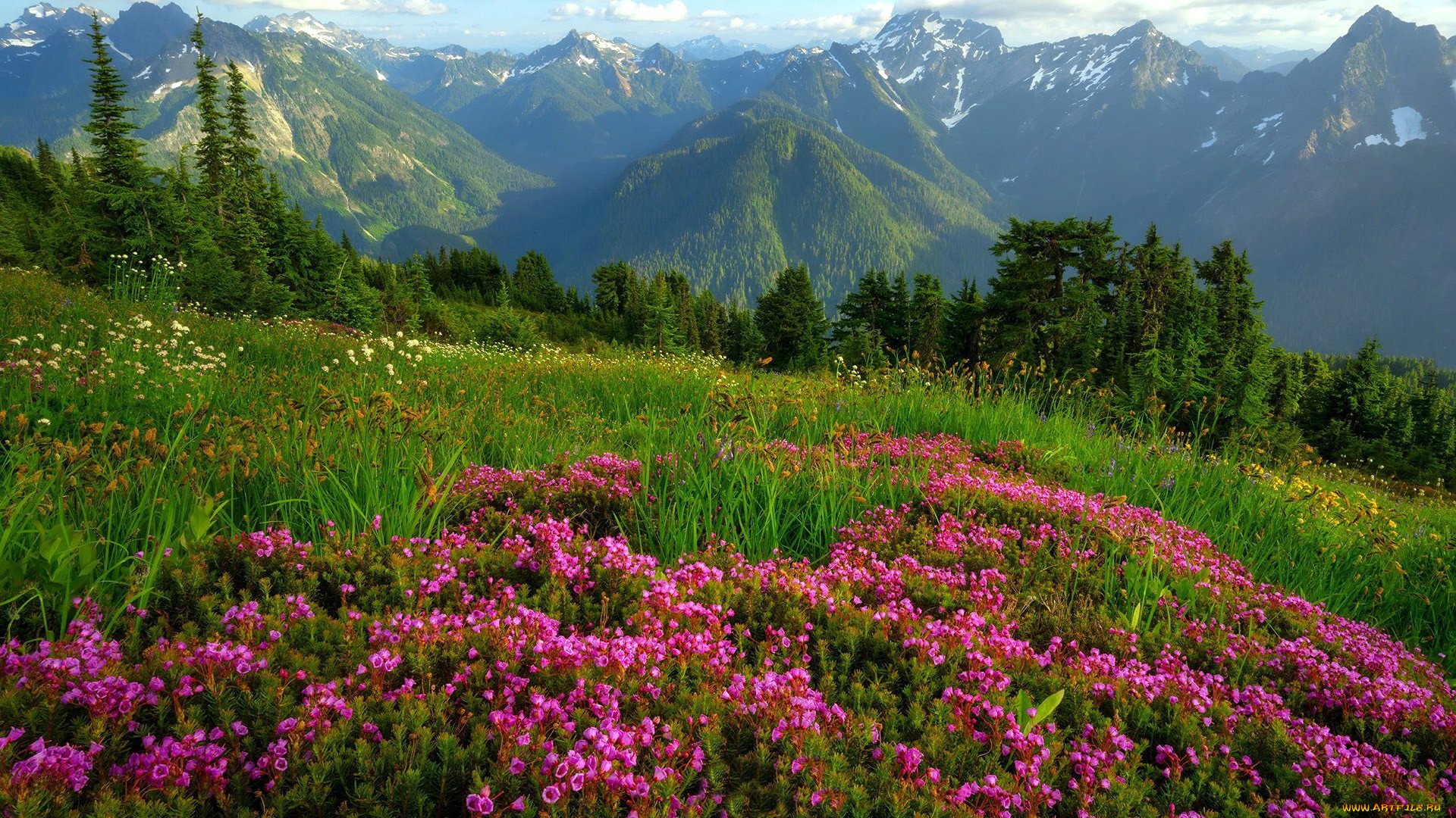 альпийские луга в швейцарии