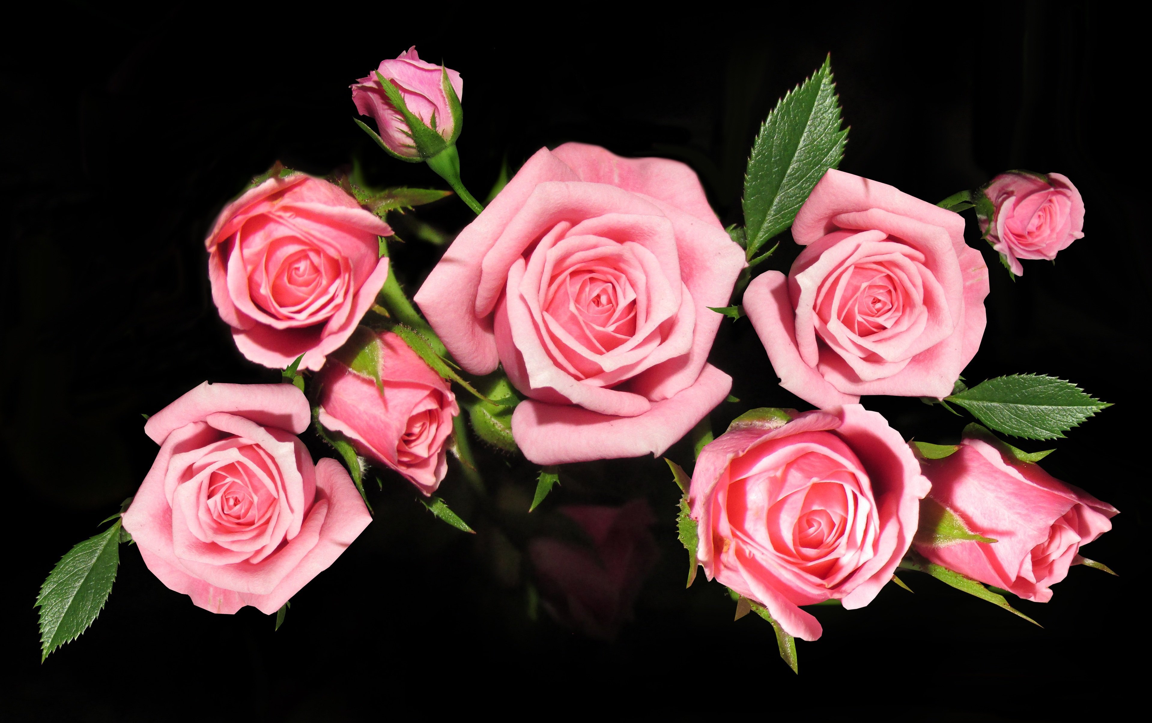 Игра проверь телефон розы. Розовые розы. Розы на телефон. Букет розовых роз. Розы вертикальные.