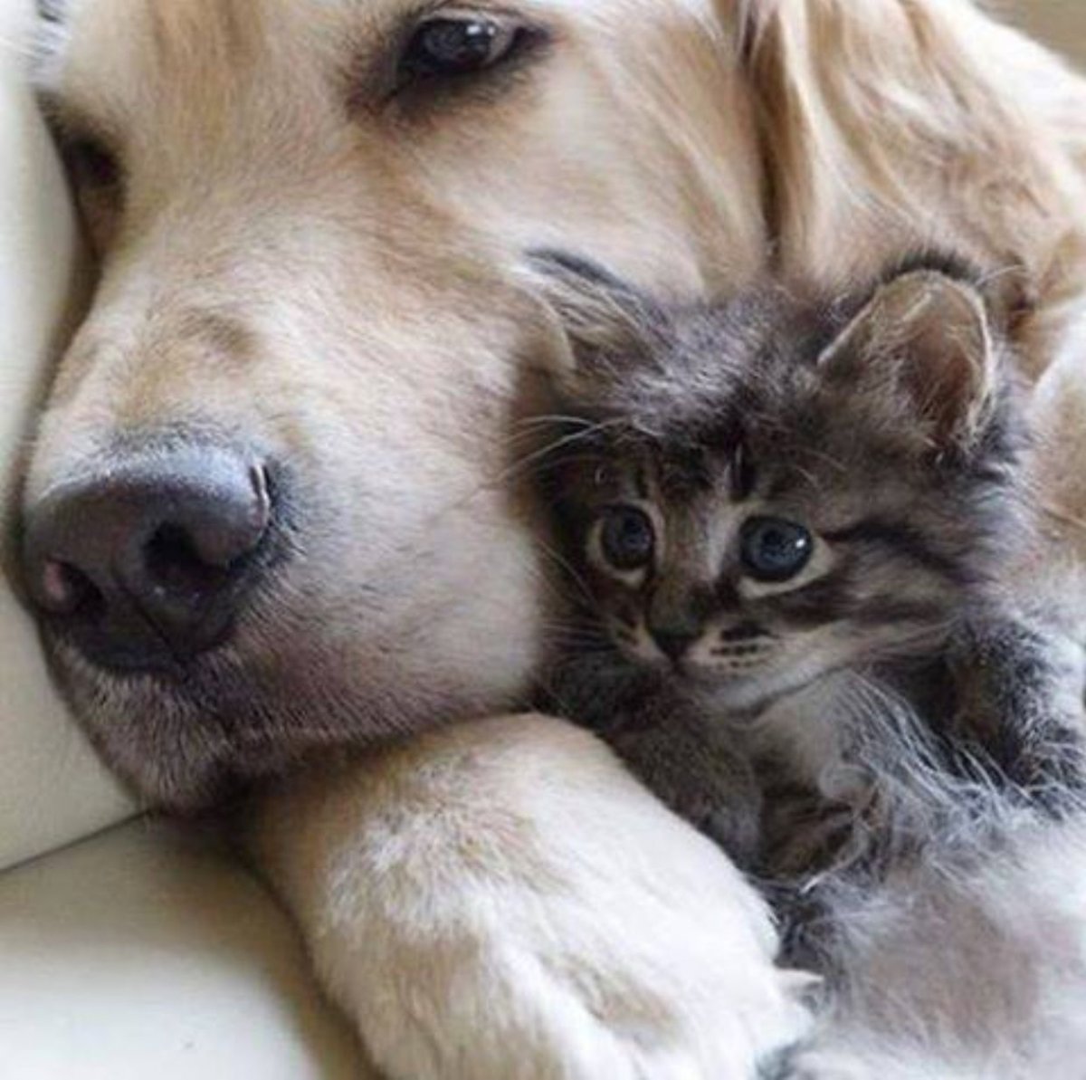 Кошка и собака любовь