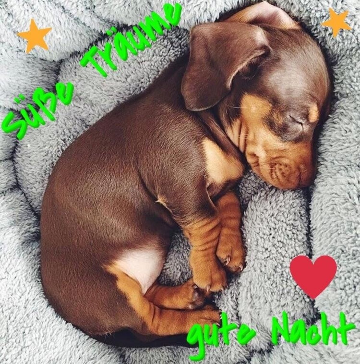 Спящие щенки