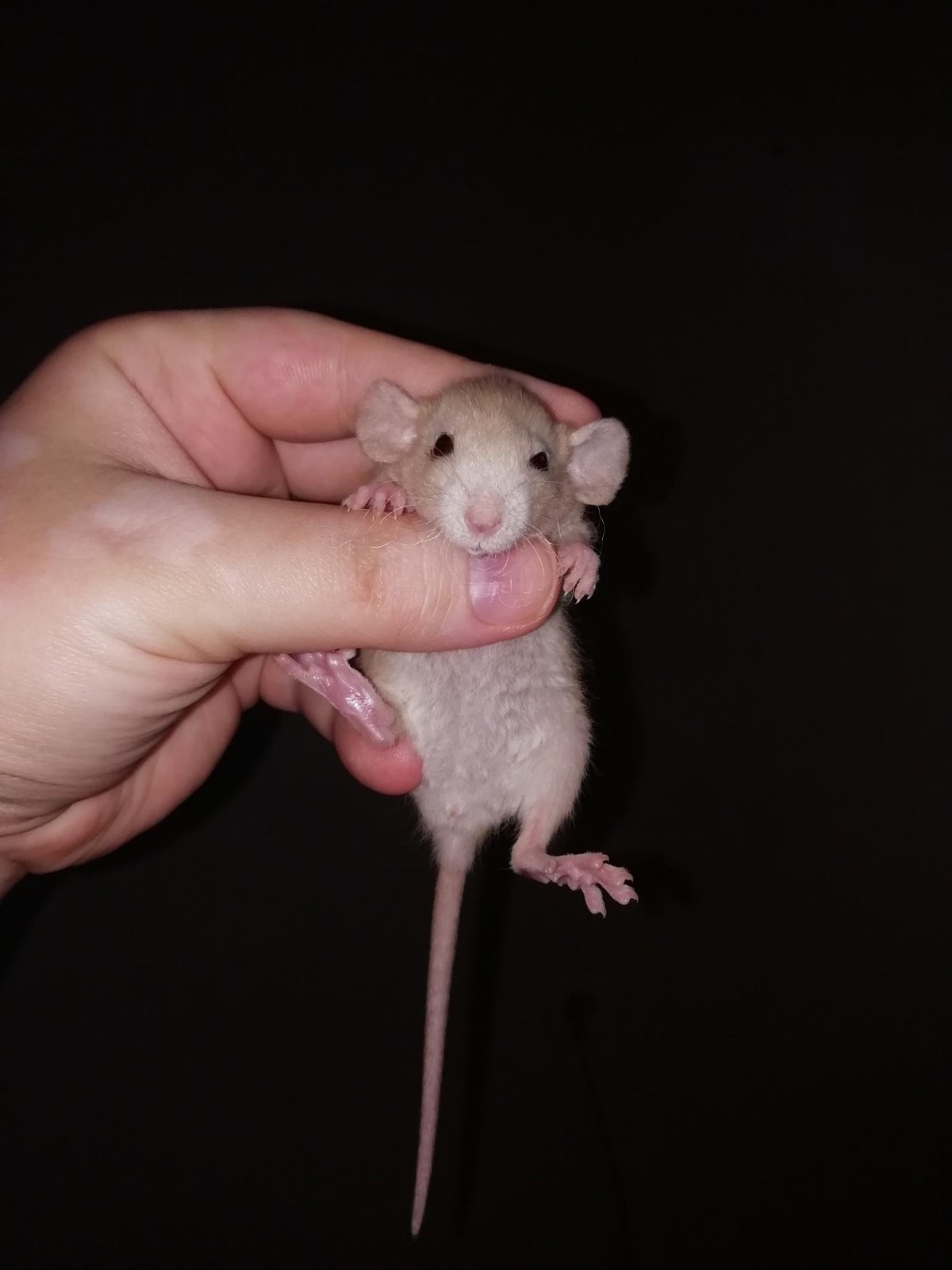 Самцы Дамбо