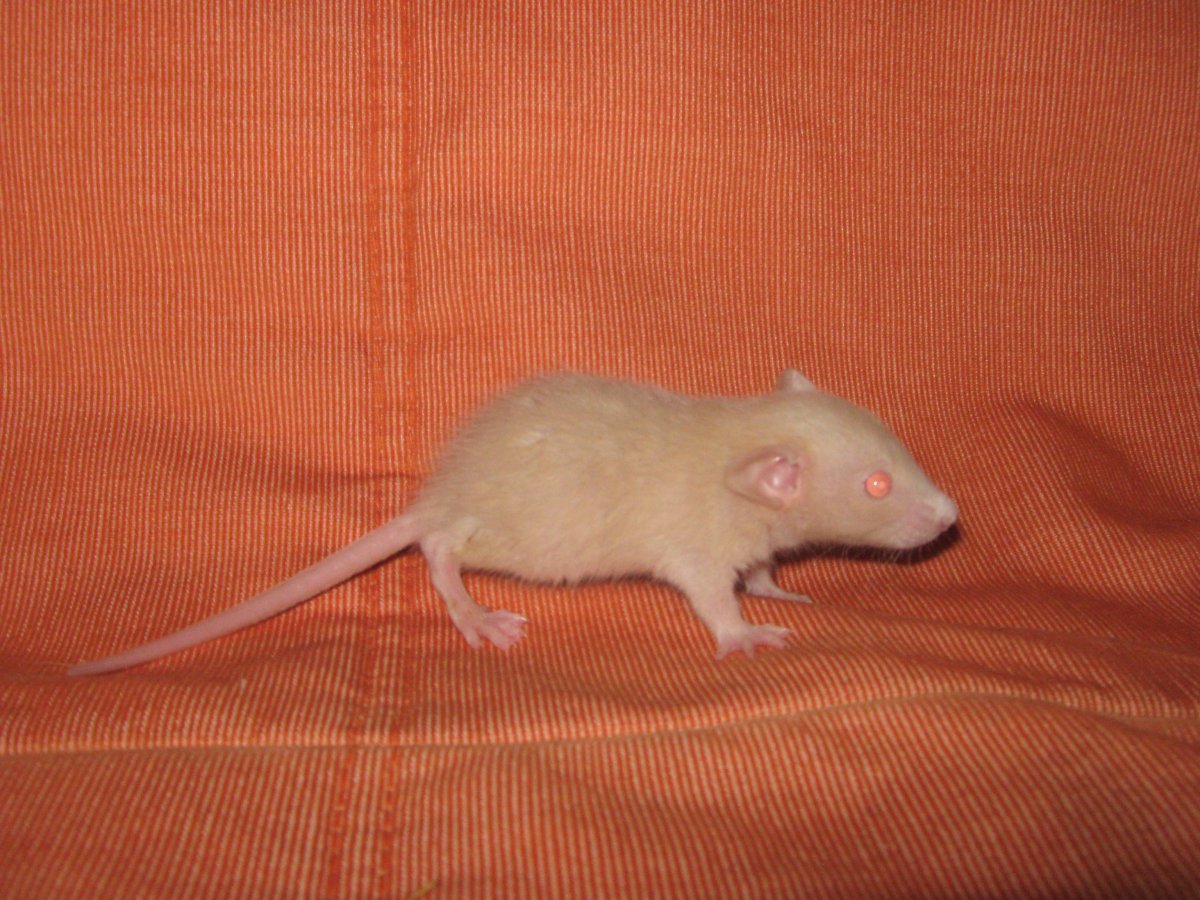 Сатиновая крыса Дамбо Золотая