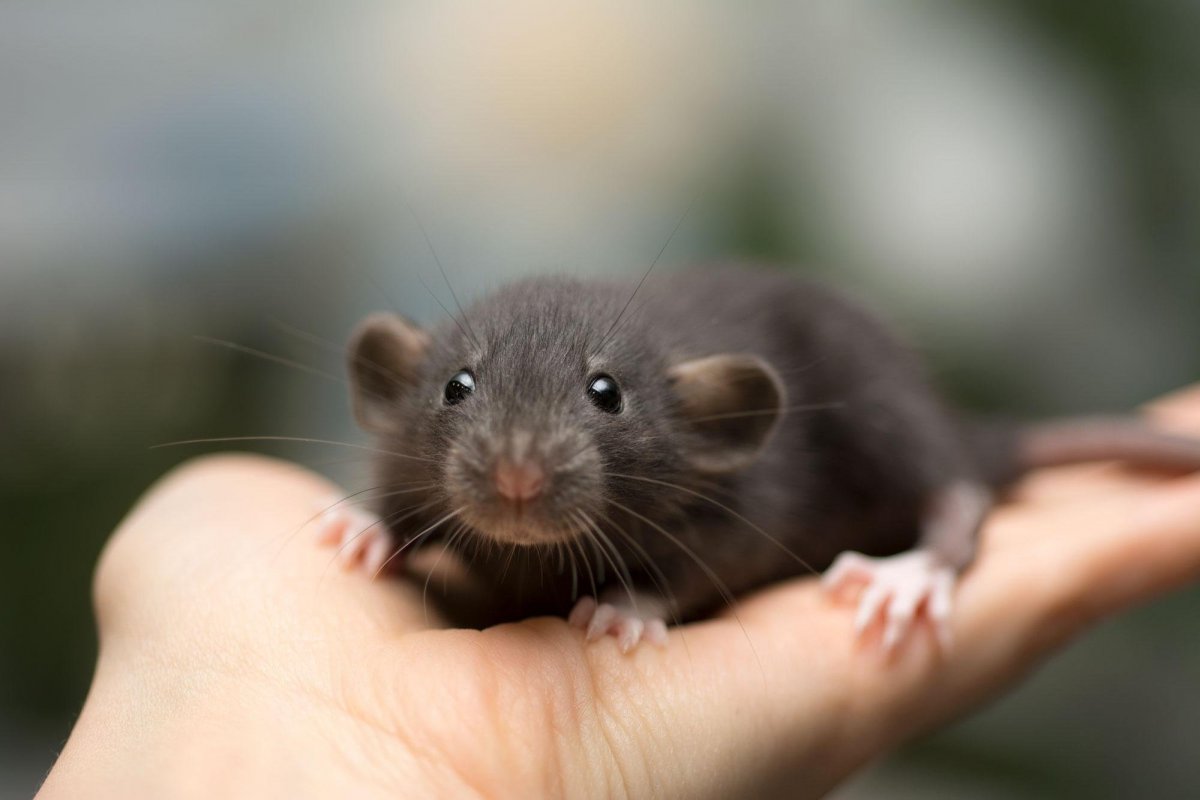 Декоративная крыса бежевая