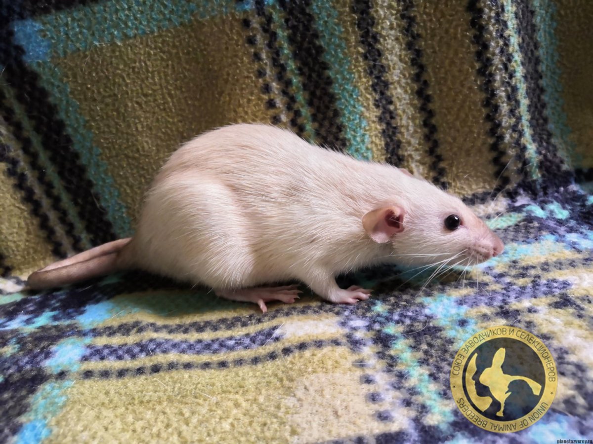Крыса Дамбо белая