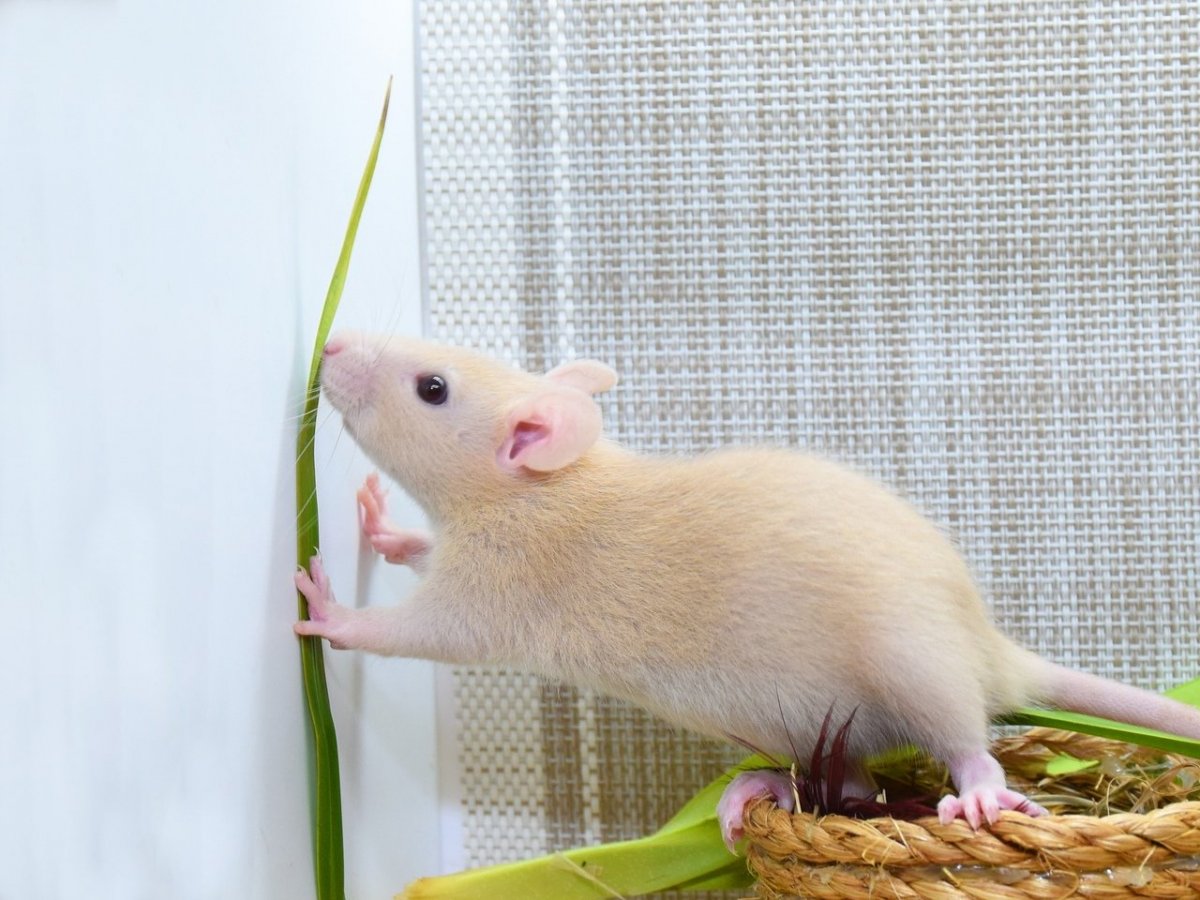 Крыса бежевая