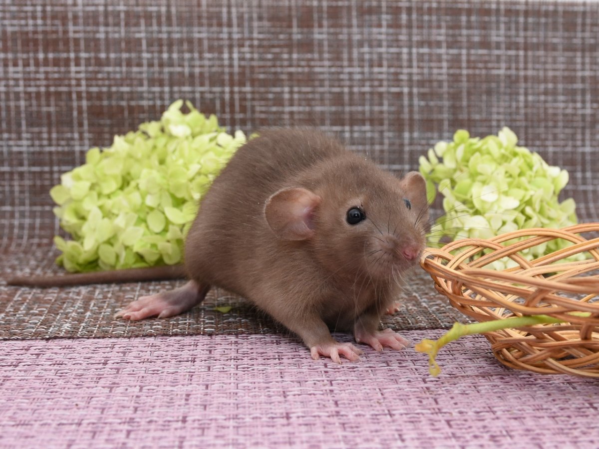 Крыса Дамбо самец