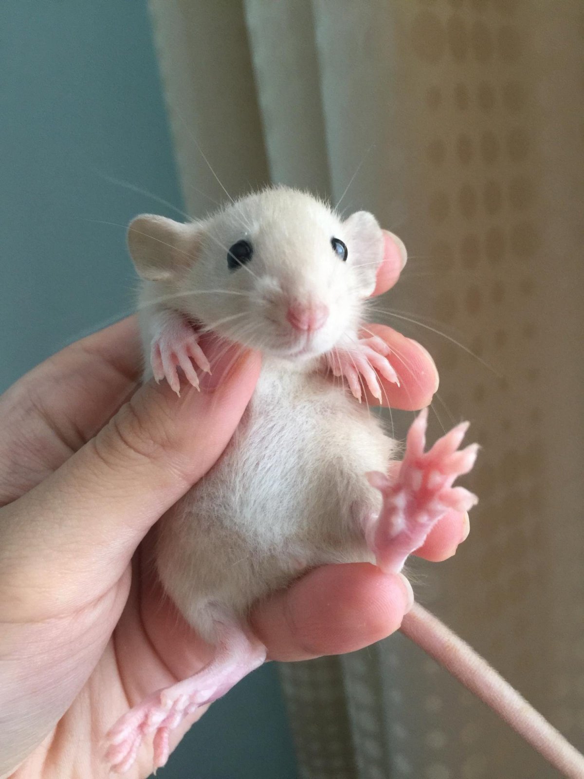 Декоративные крысята Дамбо