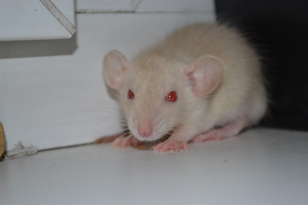 Крыса Дамбо шампань