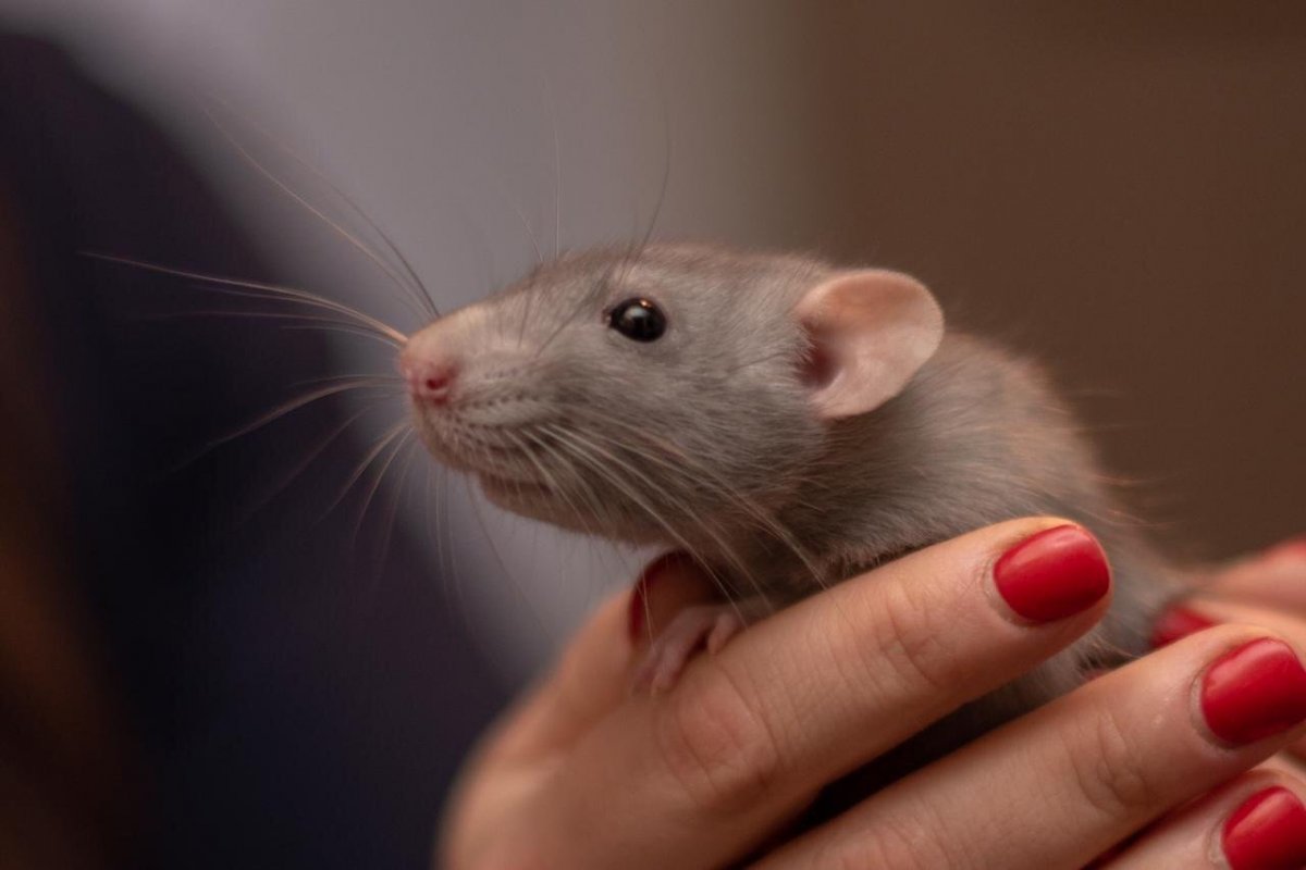 Крыса Дамбо белая взрослая