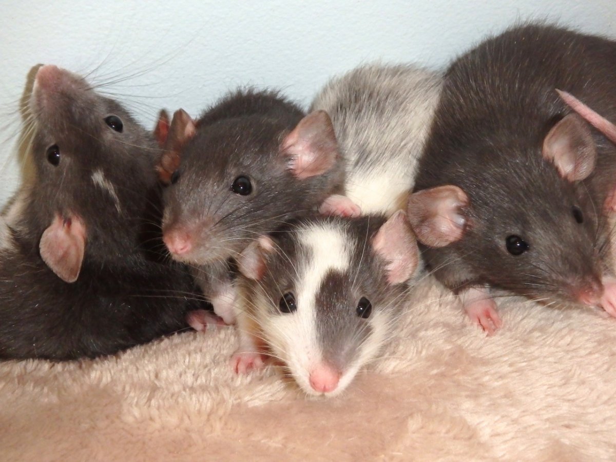 Декоративная крыса Дамбо