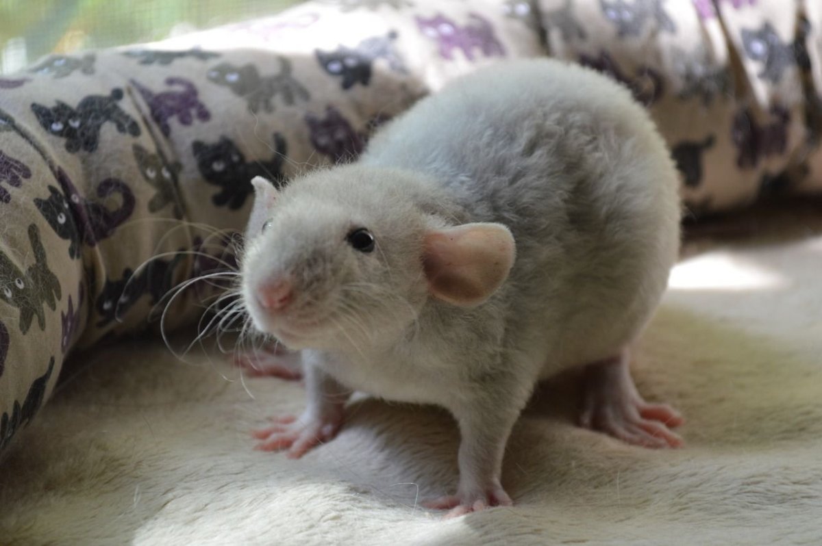 Крыса Дамбо голубая