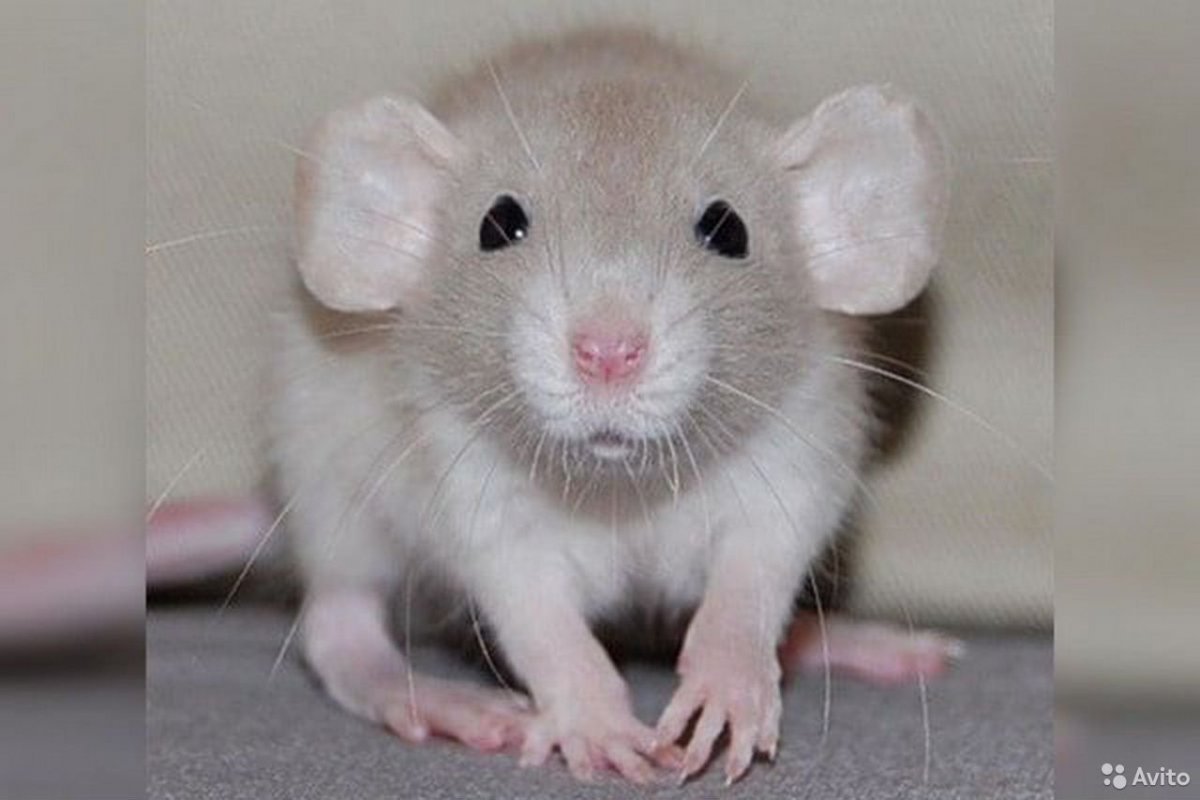 Декоративные крысы стандарт