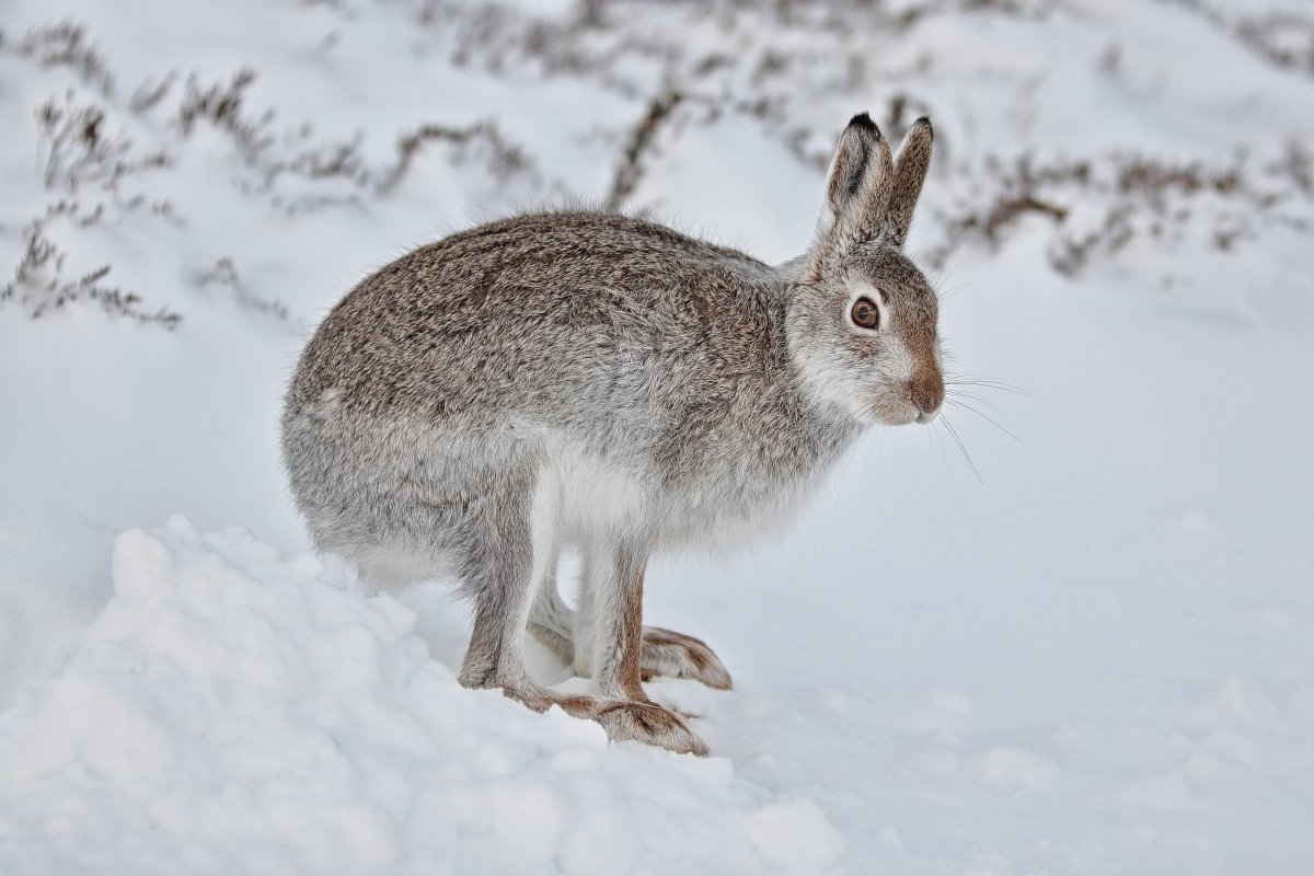 Заяц Беляк и Русак