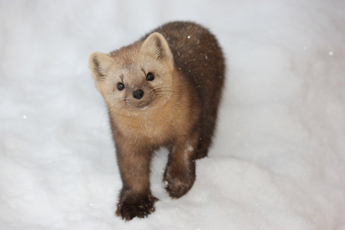 Югыд ва национальный парк животные