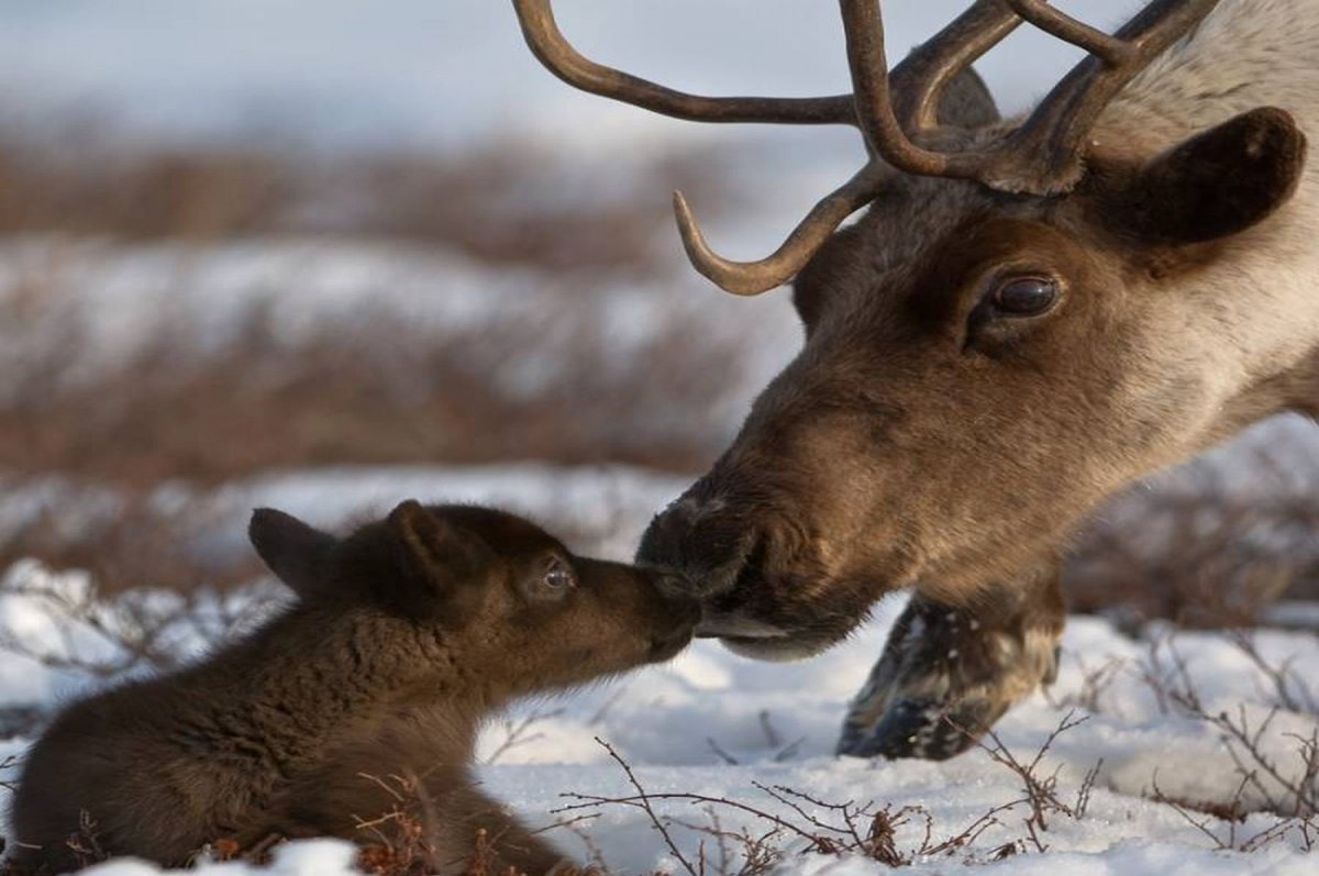 Дикий Северный олень Республики Коми