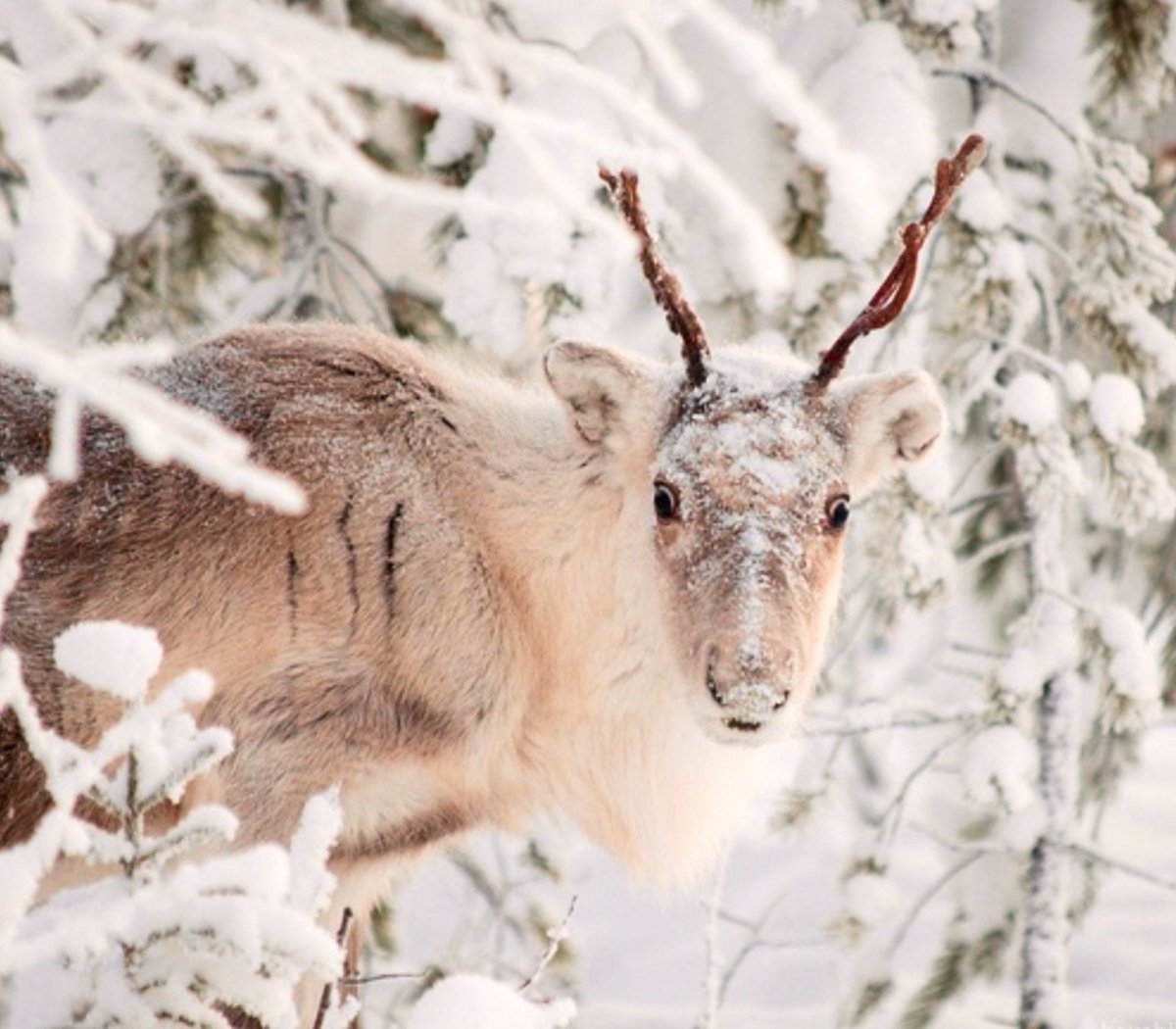 Северный олень зимой