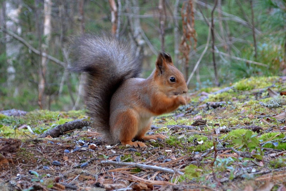 Животные леса Коми