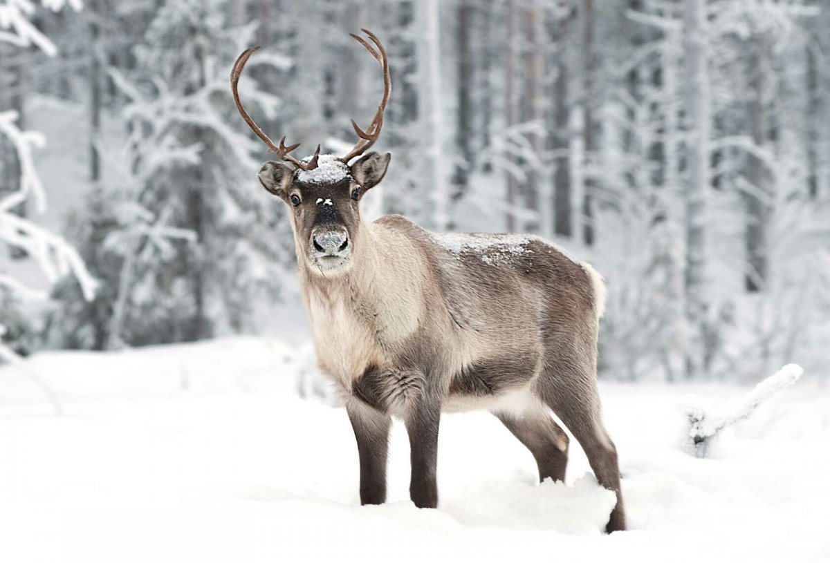 Новоземельский Северный олень