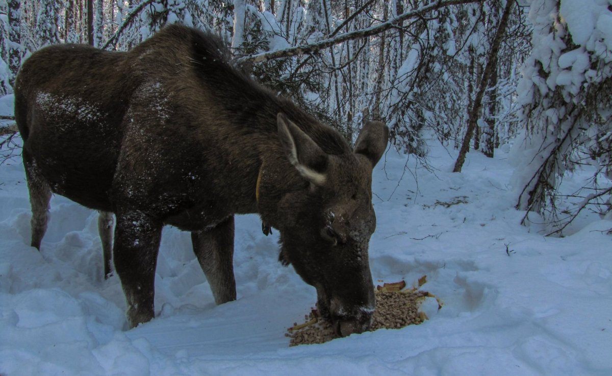 Лосеферма Республика Коми