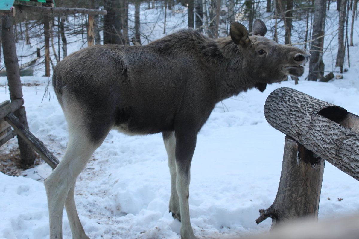 Животные Республики Коми Лось