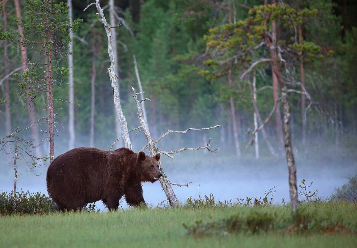 Печоро-Илычский государственный биосферный заповедник
