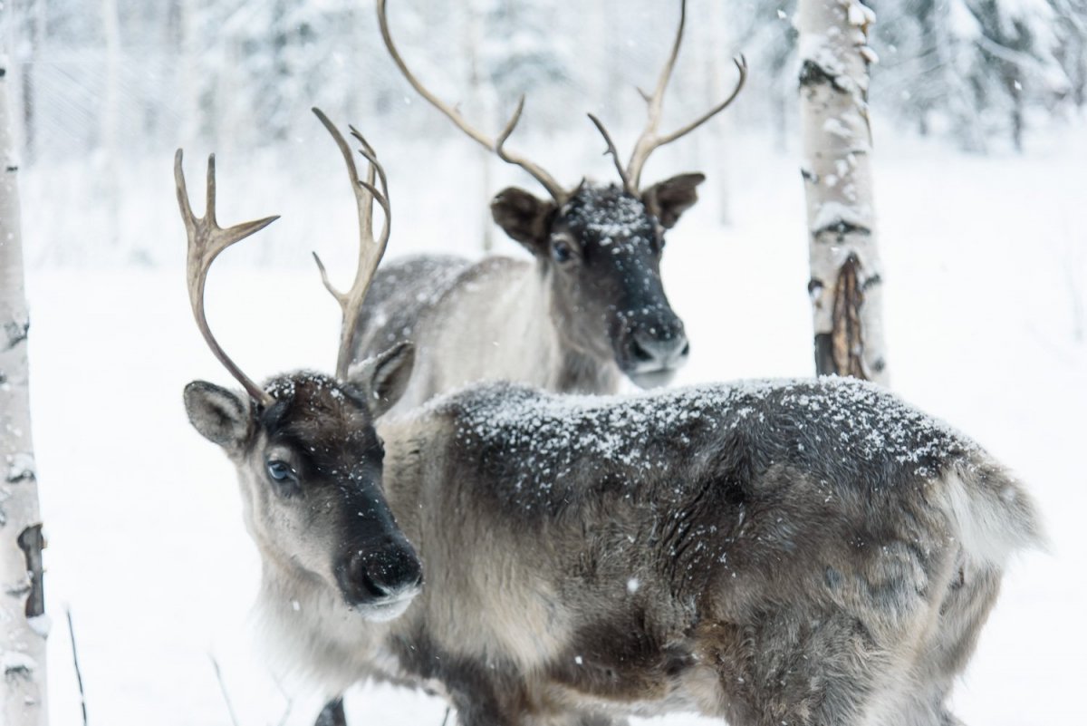 Талви Укко олени