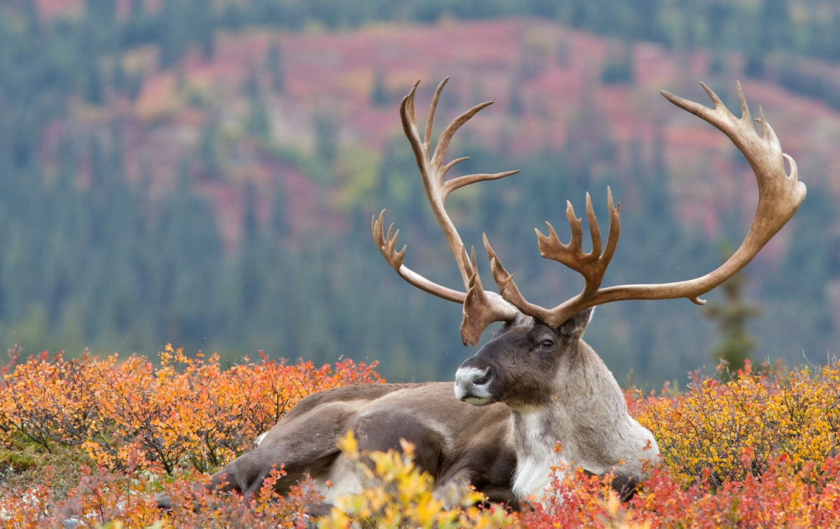 Северный олень Карибу