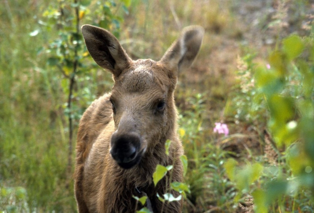 Печороилчынский заповедник лосиная Фера