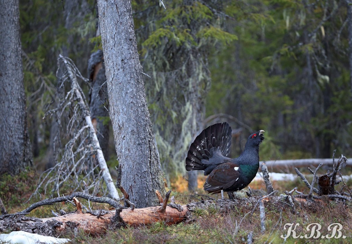 Печоро-Илычский заповедник Республика Коми