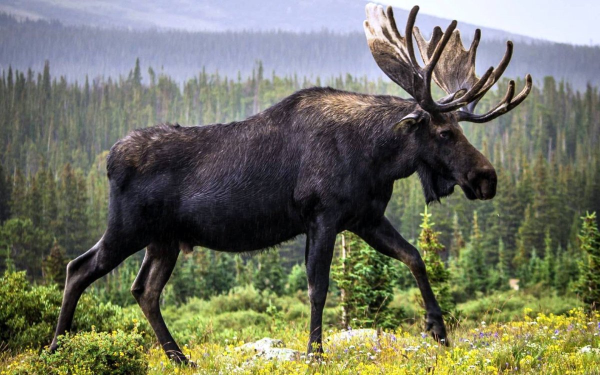 Животные Республики Коми