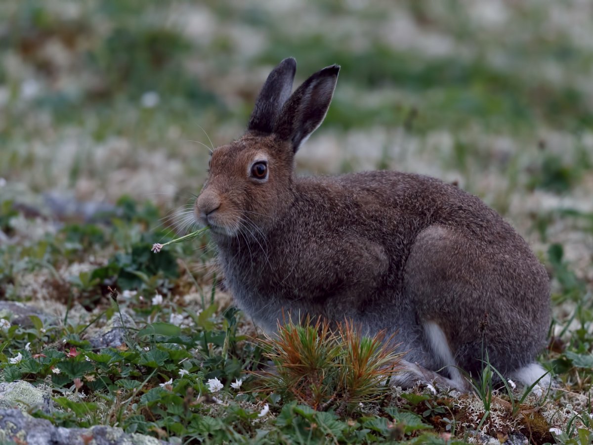 Печоро-Илычский заповедник животные