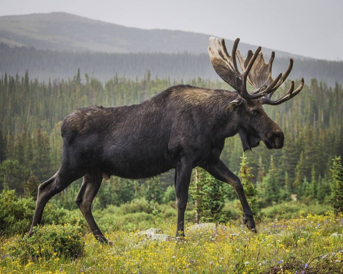 Лось лосиха лосенок