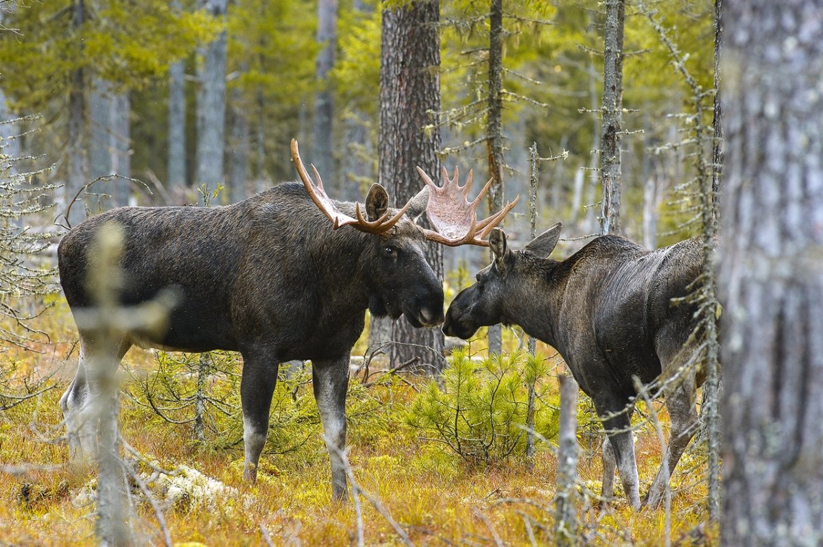Печоро-Илычский заповедник Республика Коми