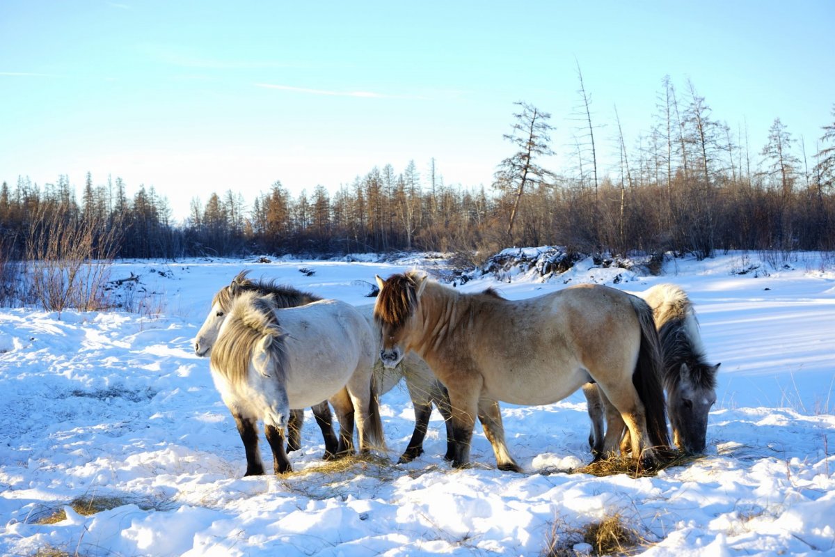 Животные Республики Саха Якутия