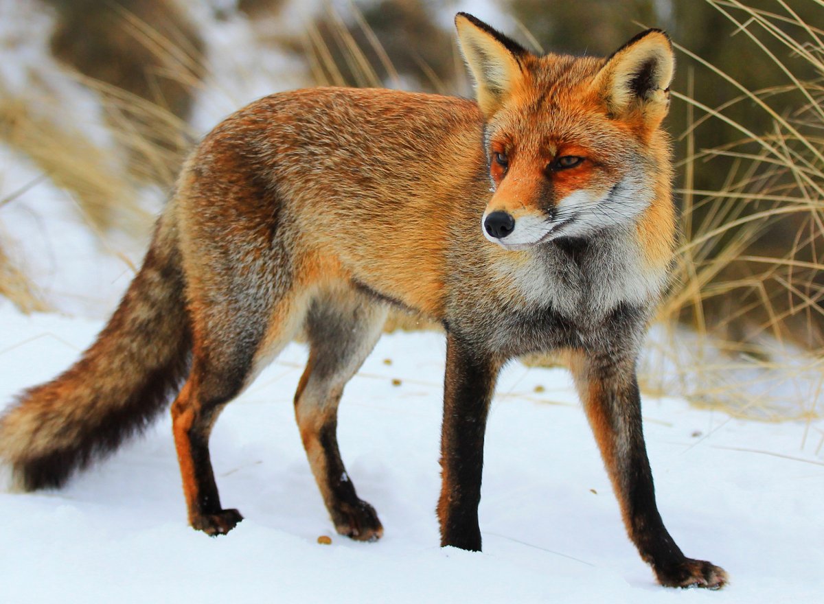 Караганка лиса