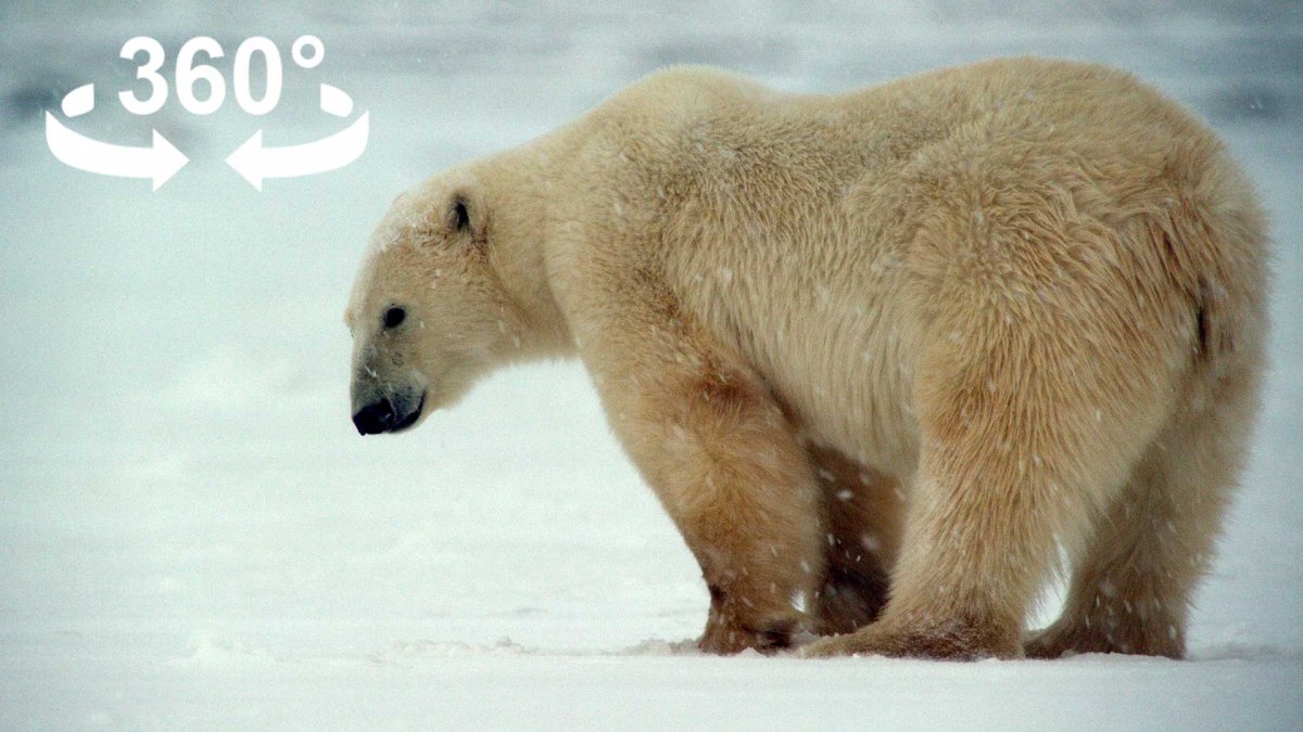 Медведь арт