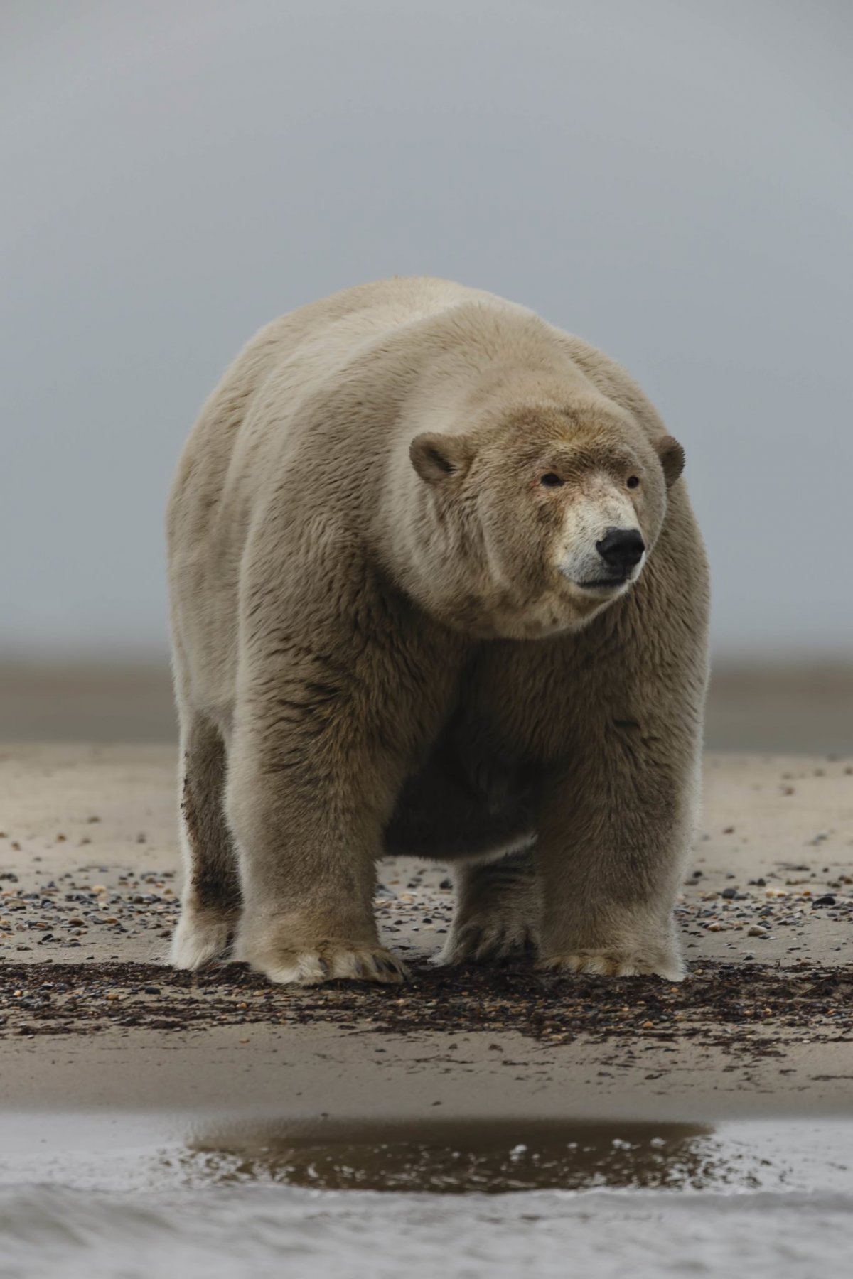 Толстый Альберт медведь