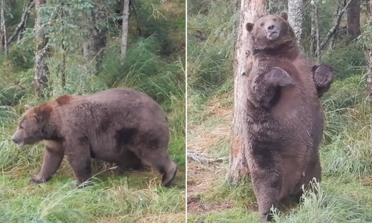 Карлик Халк