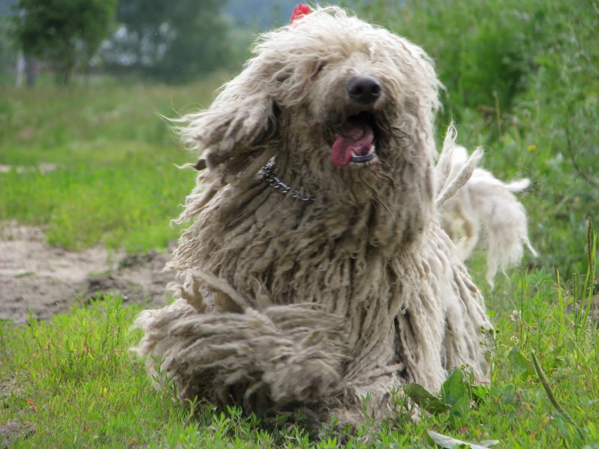 Аусси австралийская