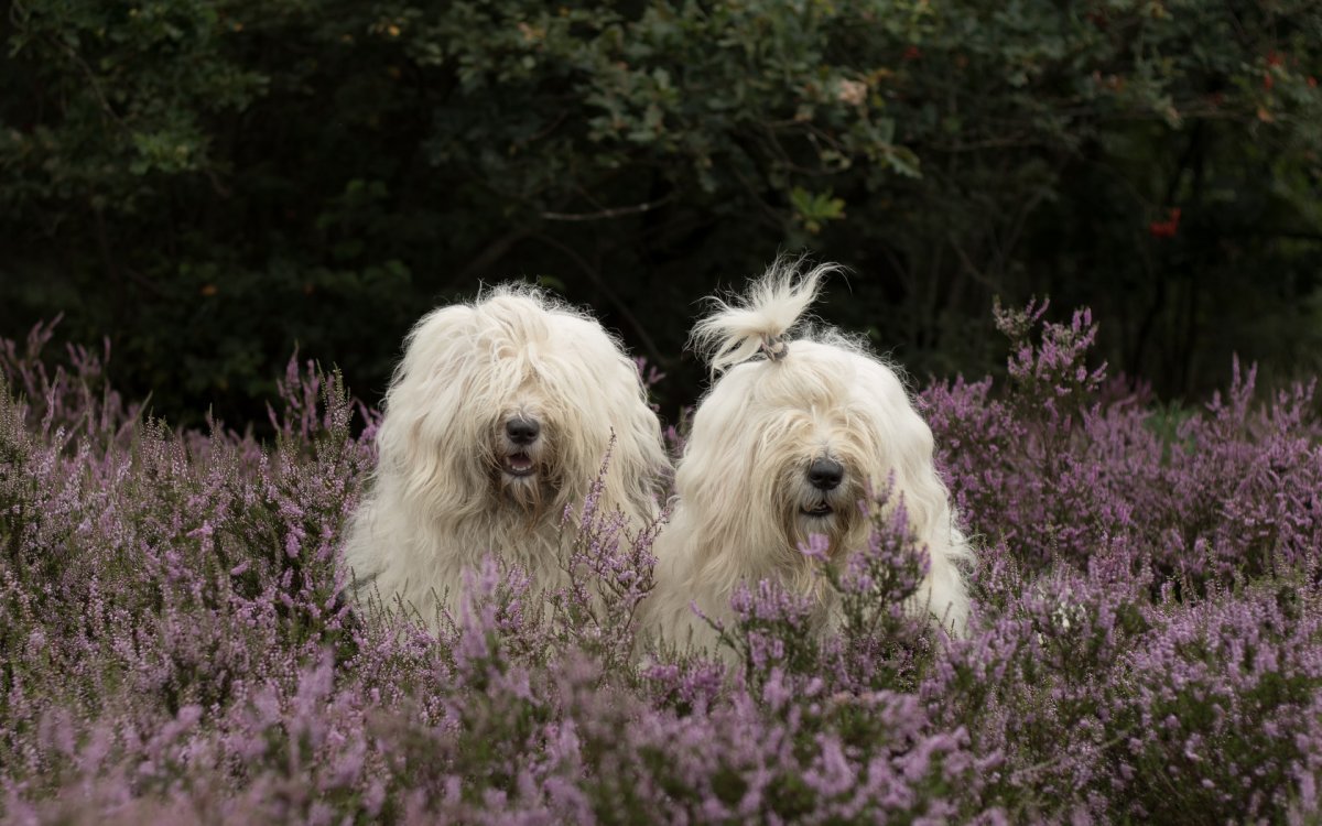 Овчарка колли