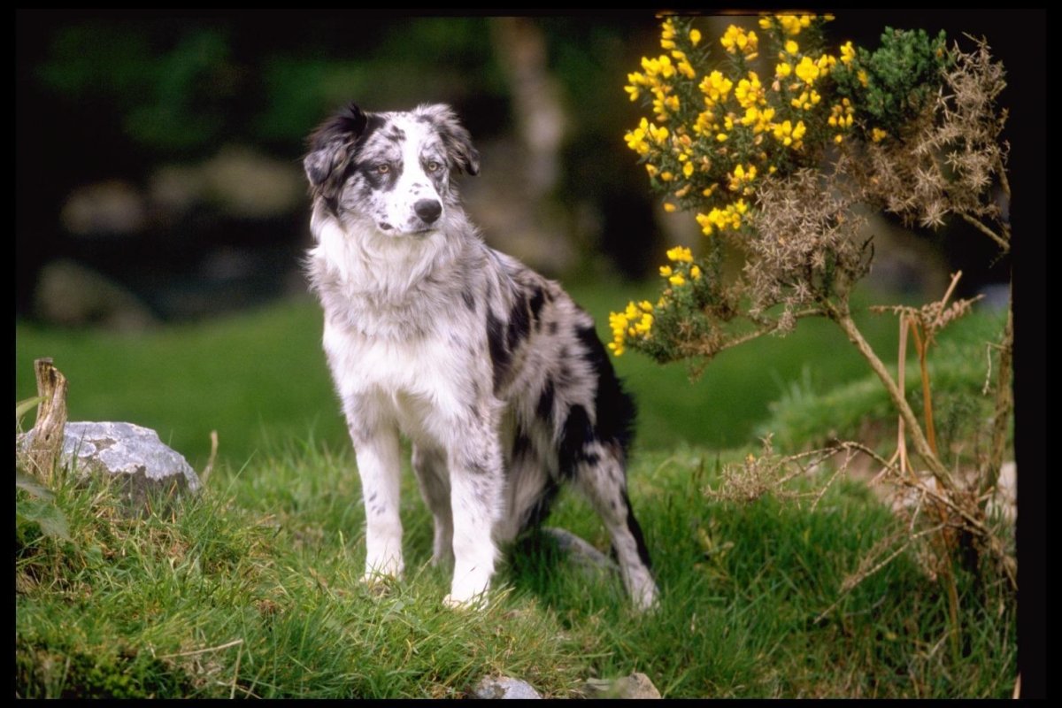 Австрийские пастушьи овчарки