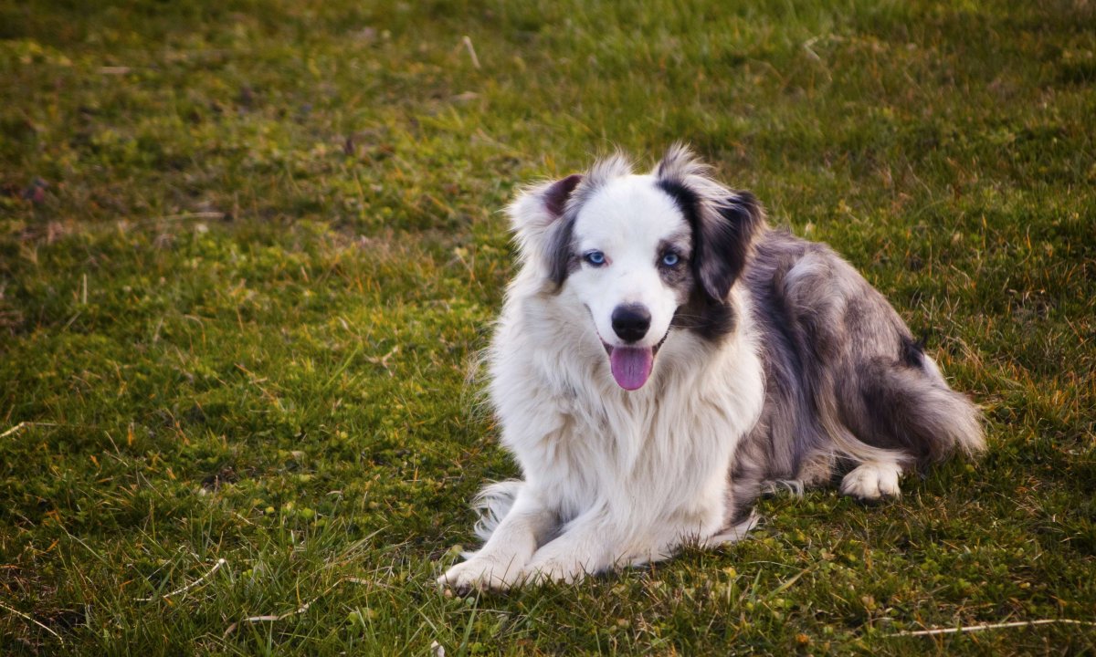 Бобтейл терьер