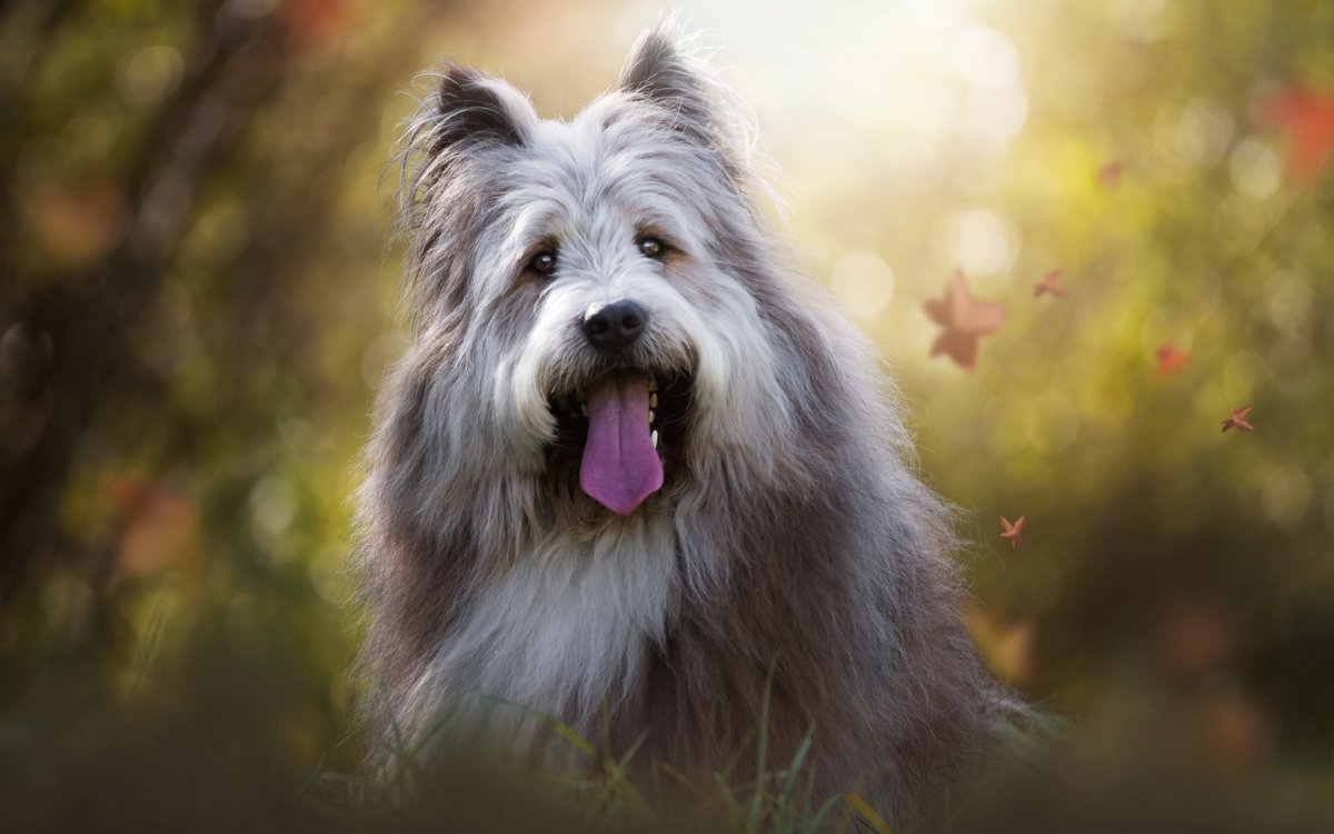 Полли собака